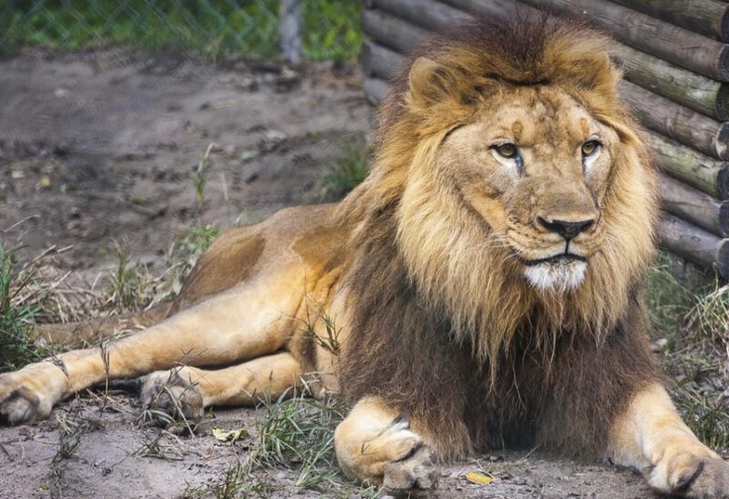 Embodiment: Der ruhende Löwe